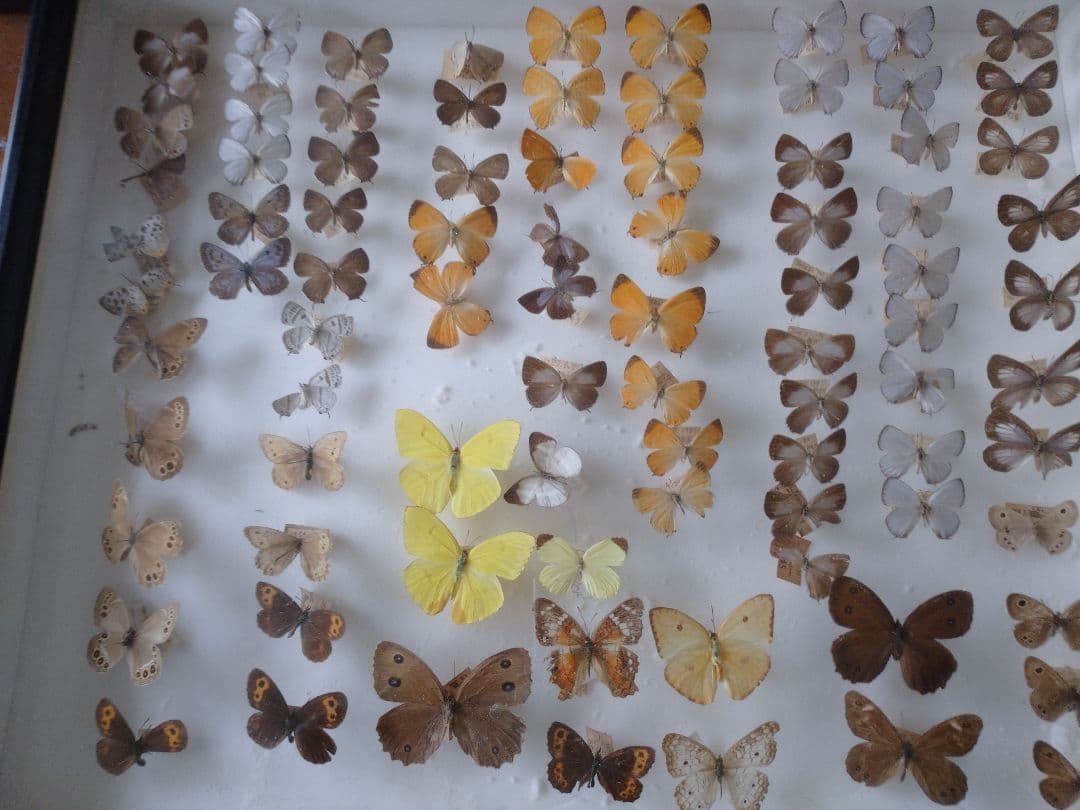 蝶々の標本