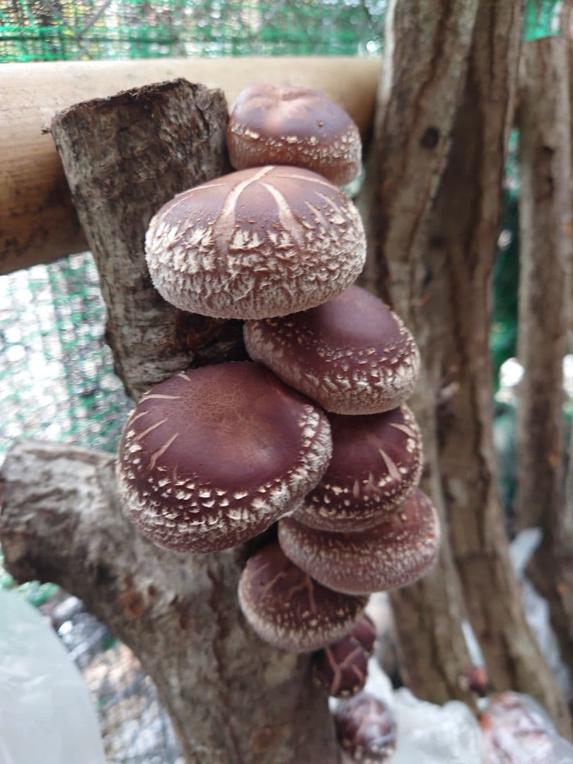 原木栽培　原木椎茸栽培キッド　No.10 大5本