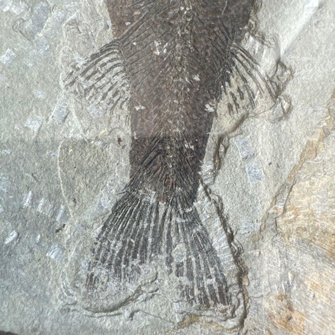 額装　魚の化石（Lophocephalus）約4千万年前 中国産