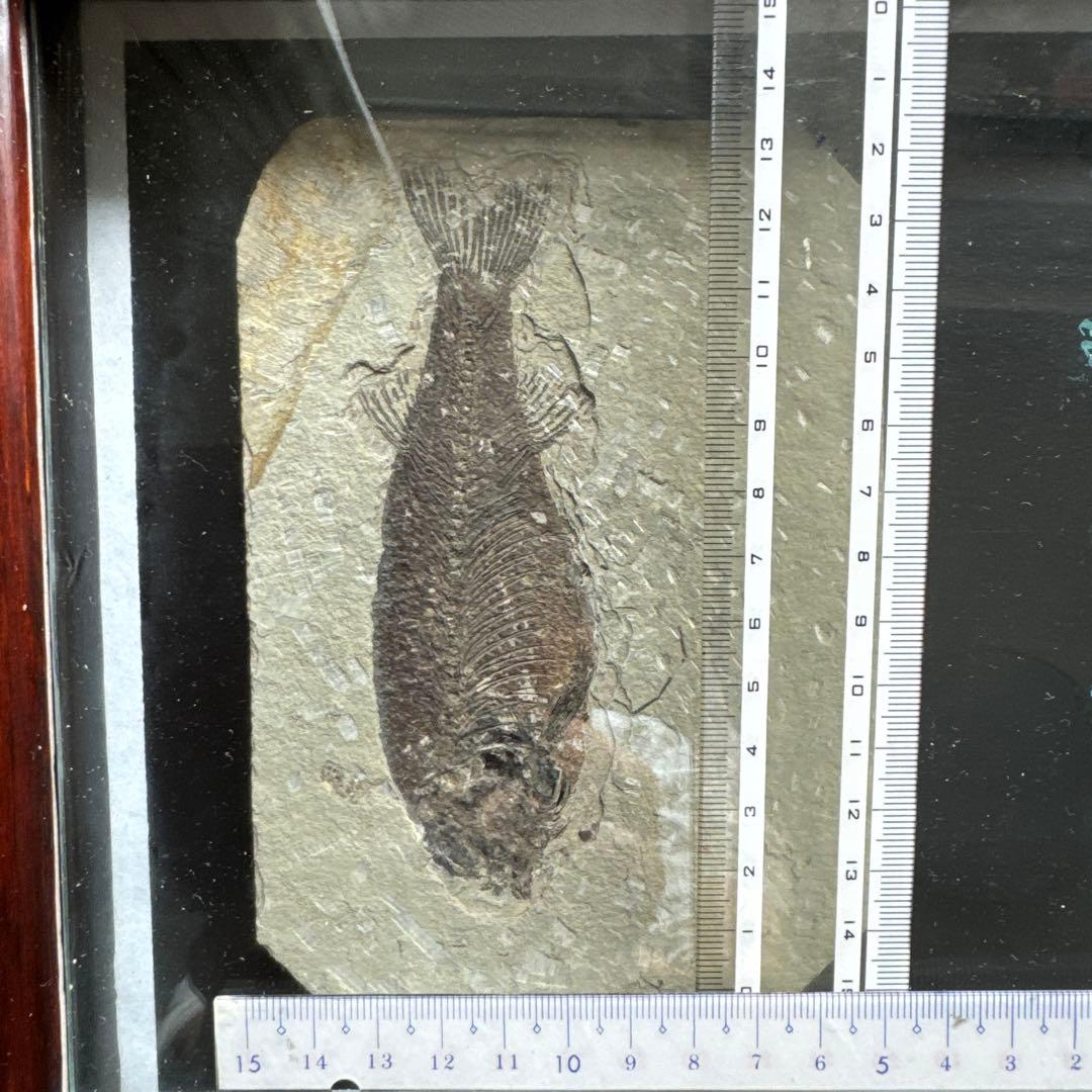 額装　魚の化石（Lophocephalus）約4千万年前 中国産