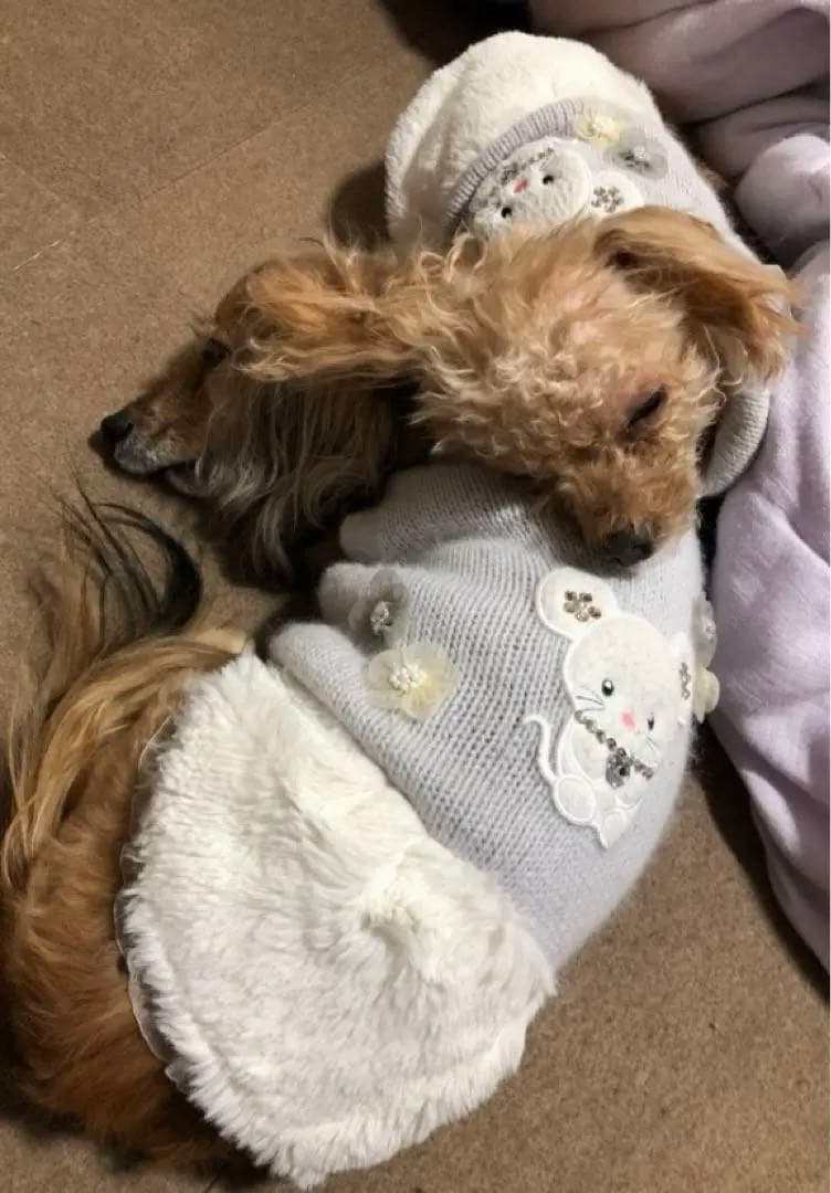 【犬用ワンピース】グレー/ニット/ファー/犬用服/for pets only