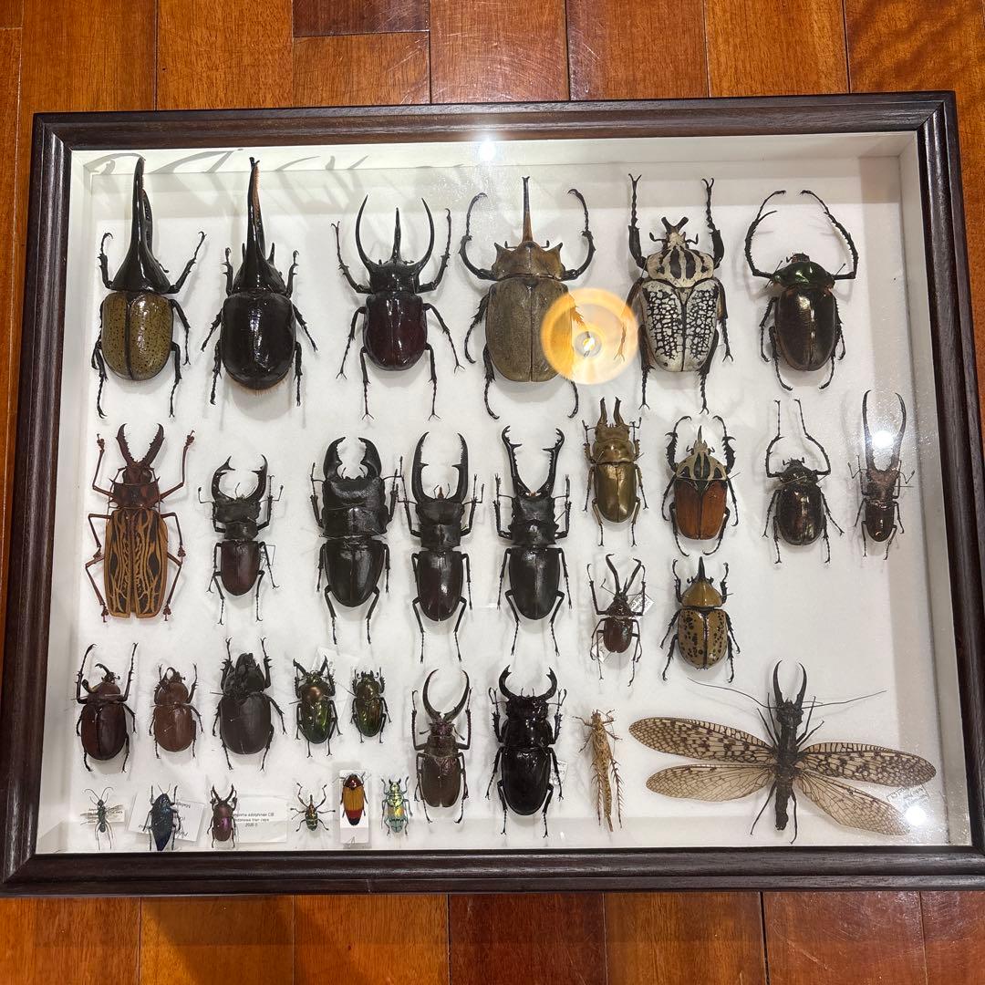 昆虫標本 標本箱 セット (期間限定1万円引き)