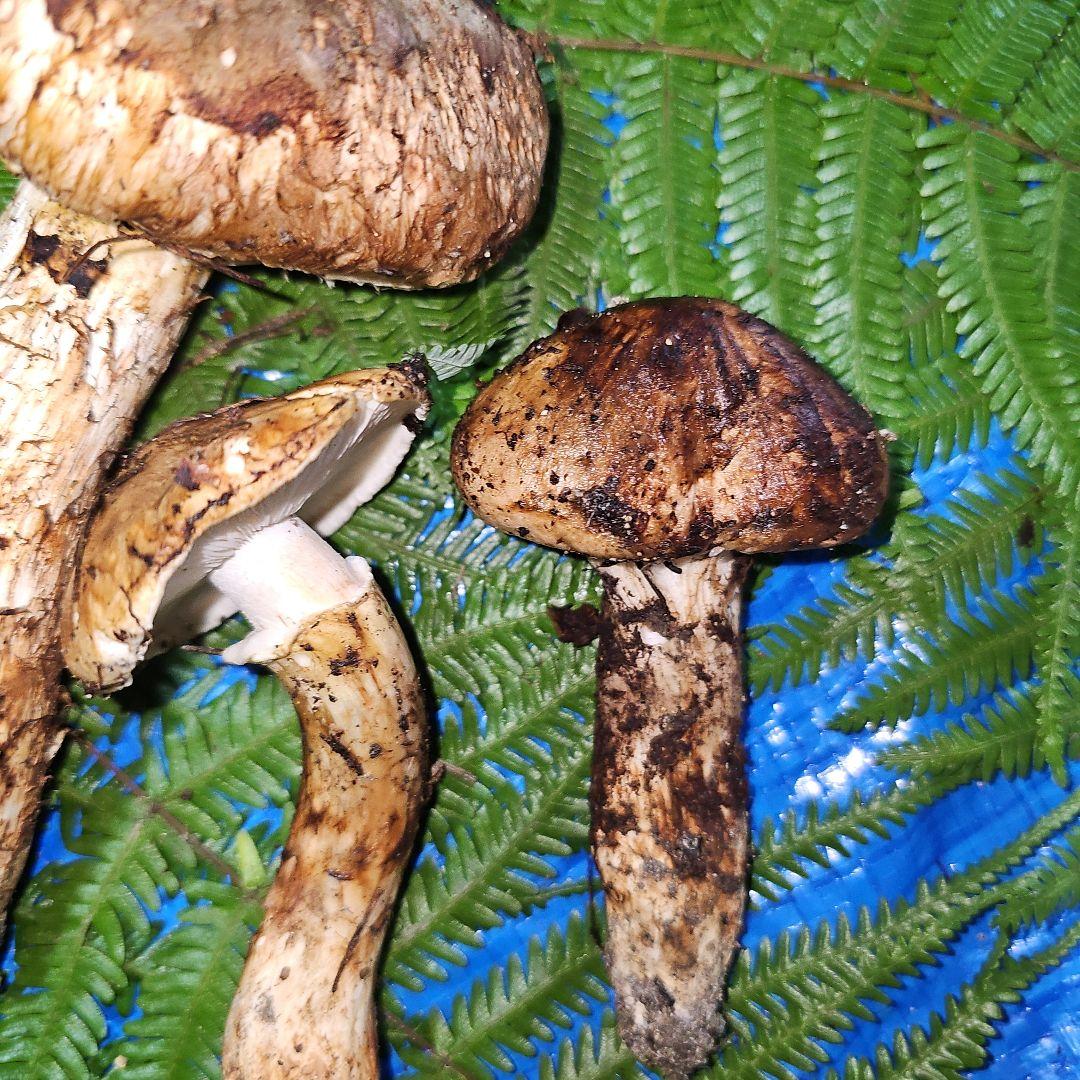 広島県産 松茸 210g