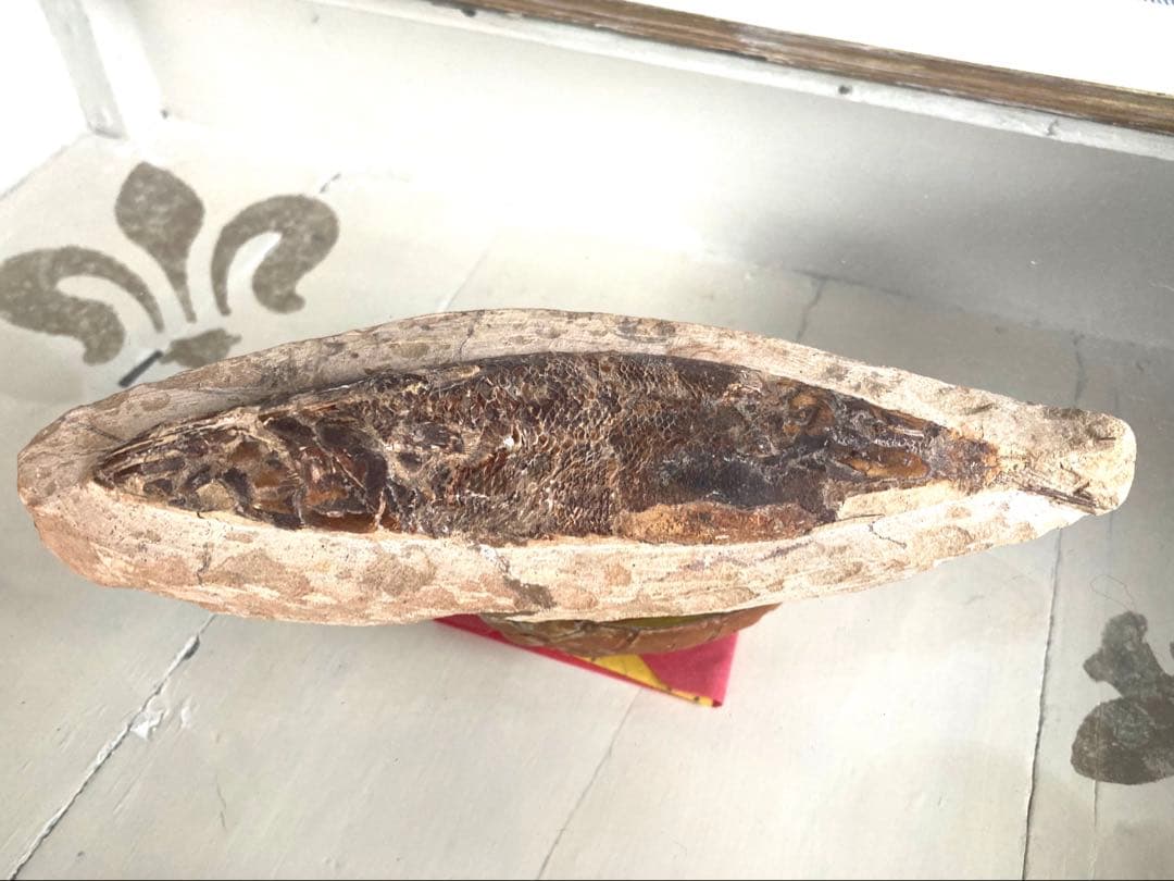 【魚化石 標本 21cm】天然ヴィンテージ｜一点物オブジェ｜アート／インテリア