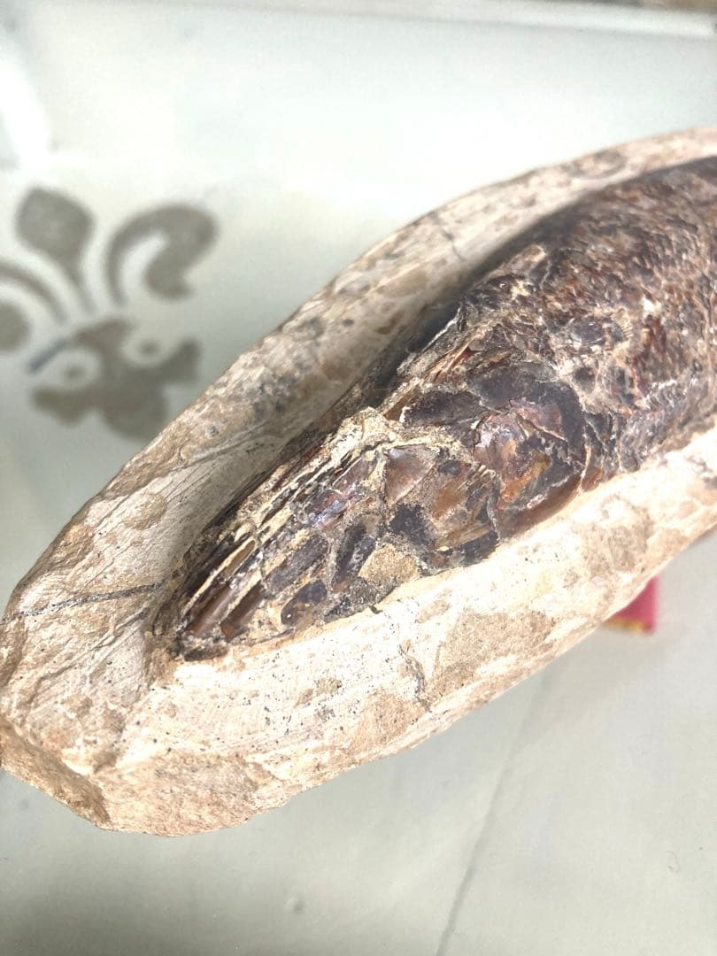 【魚化石 標本 21cm】天然ヴィンテージ｜一点物オブジェ｜アート／インテリア