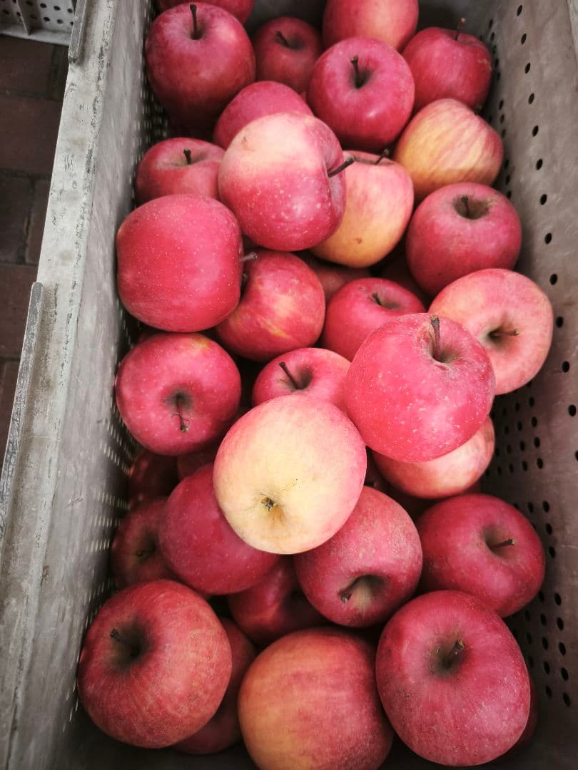 糖度21%　贈答用クラス10キロ　信州高山村産フジ