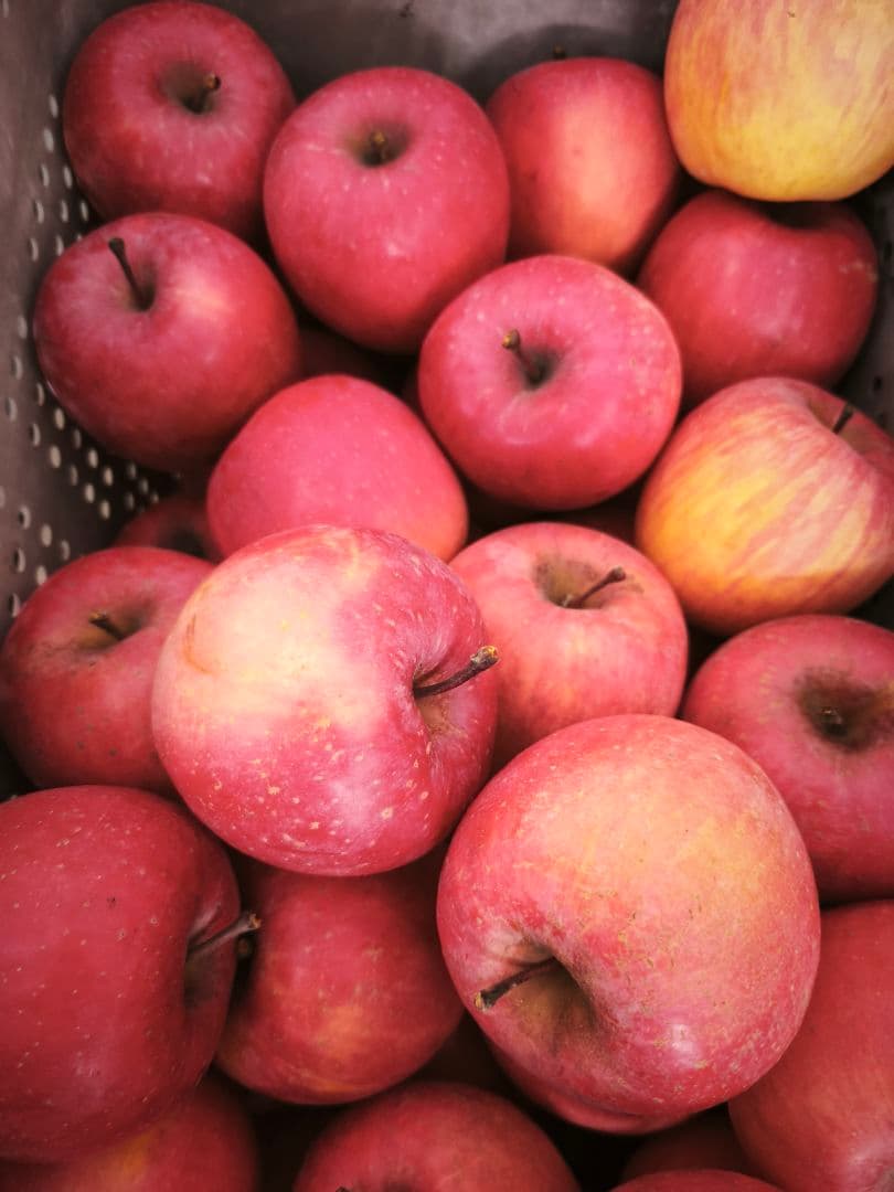 糖度21%　贈答用クラス10キロ　信州高山村産フジ