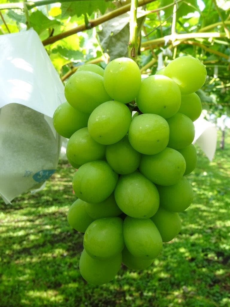 cat.N様向け商品　　　　　クール便送料込み　12,400円