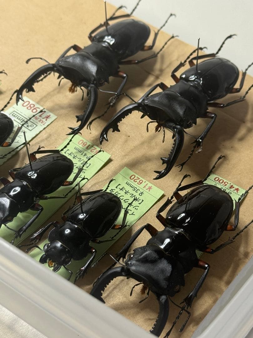 【野外標本】インペリアリスツヤクワガタ(ボルネオ/パラワン)　まとめ売り