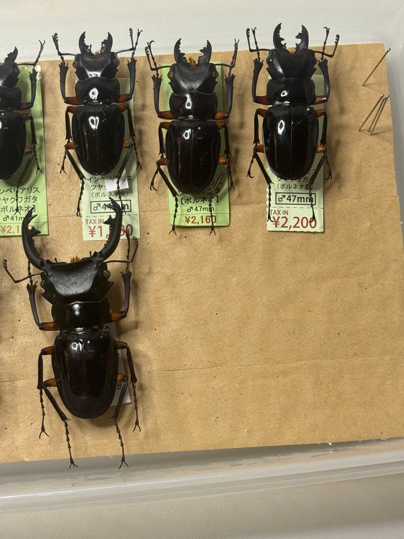 【野外標本】インペリアリスツヤクワガタ(ボルネオ/パラワン)　まとめ売り