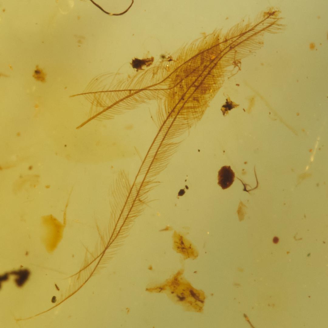 レア極上品 SA0008虫入り琥珀化石　ミャンマーカムティかタナイ9900万年前