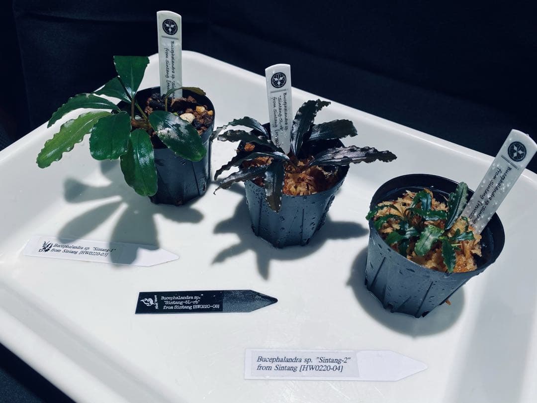 【HW便】ブセファランドラセット②