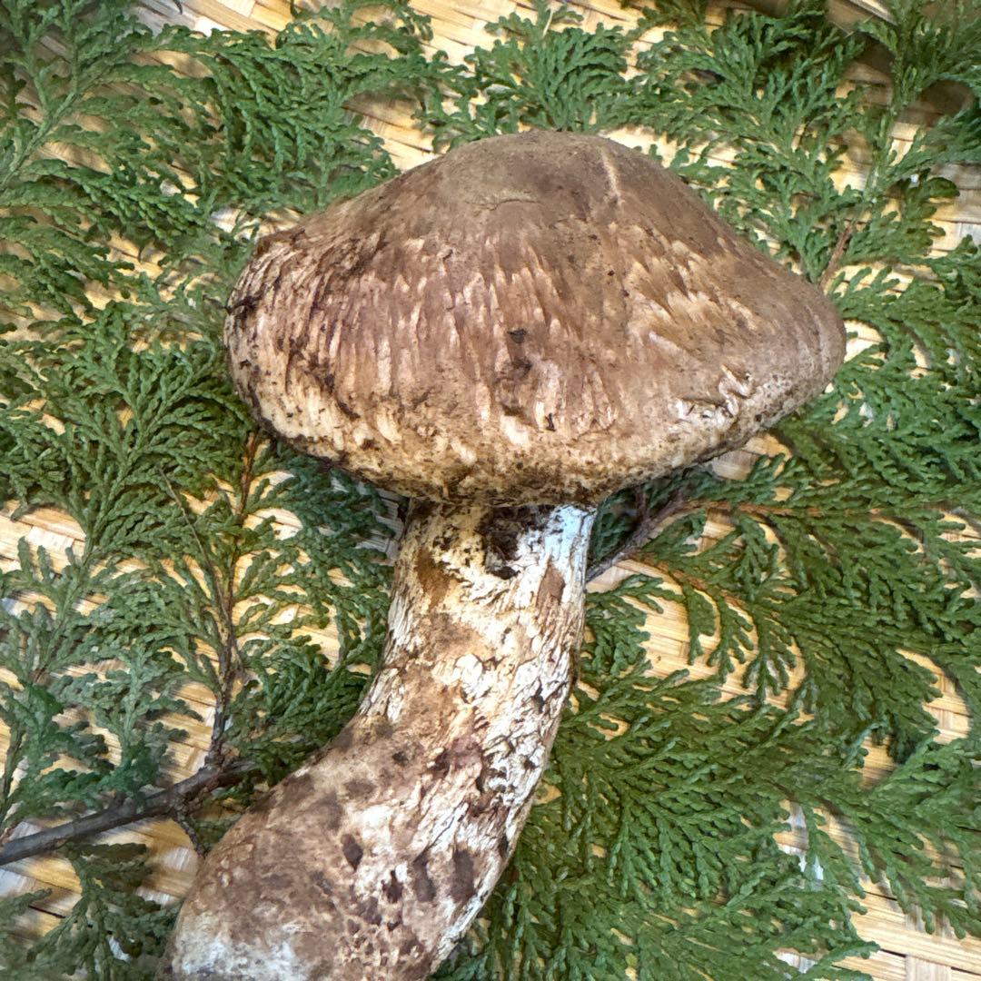 長野県南信州産‼️松茸 特大‼️1本 232g 10/31朝採れ