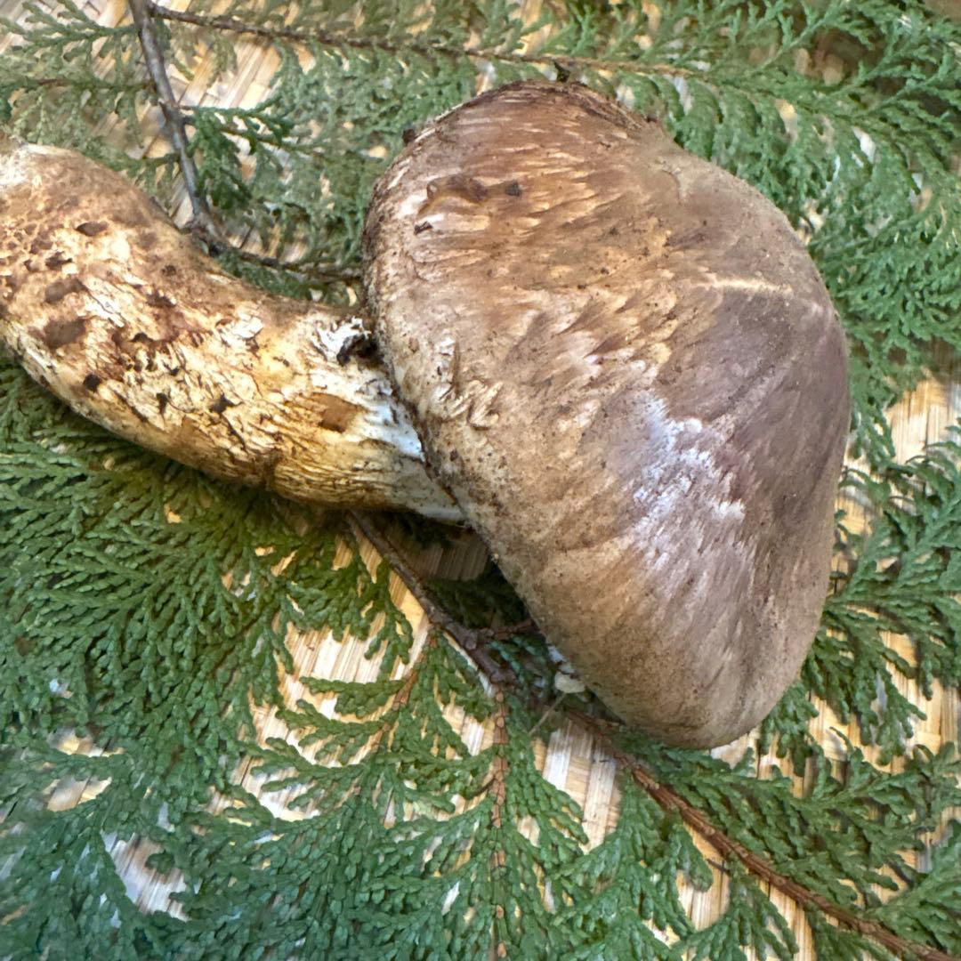 長野県南信州産‼️松茸 特大‼️1本 232g 10/31朝採れ