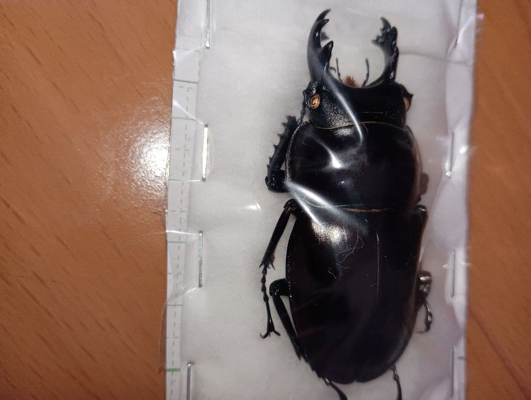 ヤエヤママルバネ（西表島）58.5ミリ