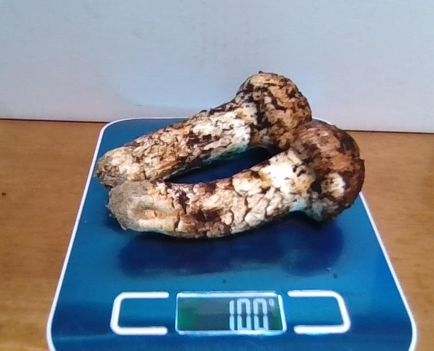 松茸１００ｇ