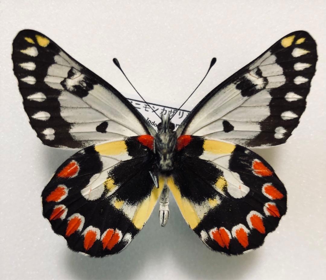蝶標本　ベニモンカザリシロチョウ　ペア