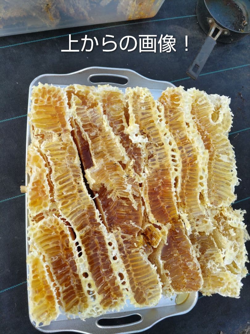 令和７年だけの新蜜　日本みつばちの百花蜜　550ｇ✕4本（2.2kg）