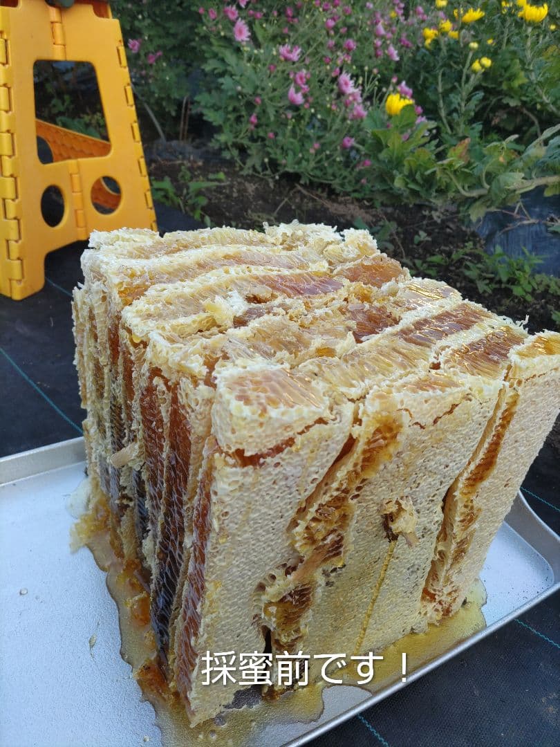 令和７年だけの新蜜　日本みつばちの百花蜜　550ｇ✕4本（2.2kg）