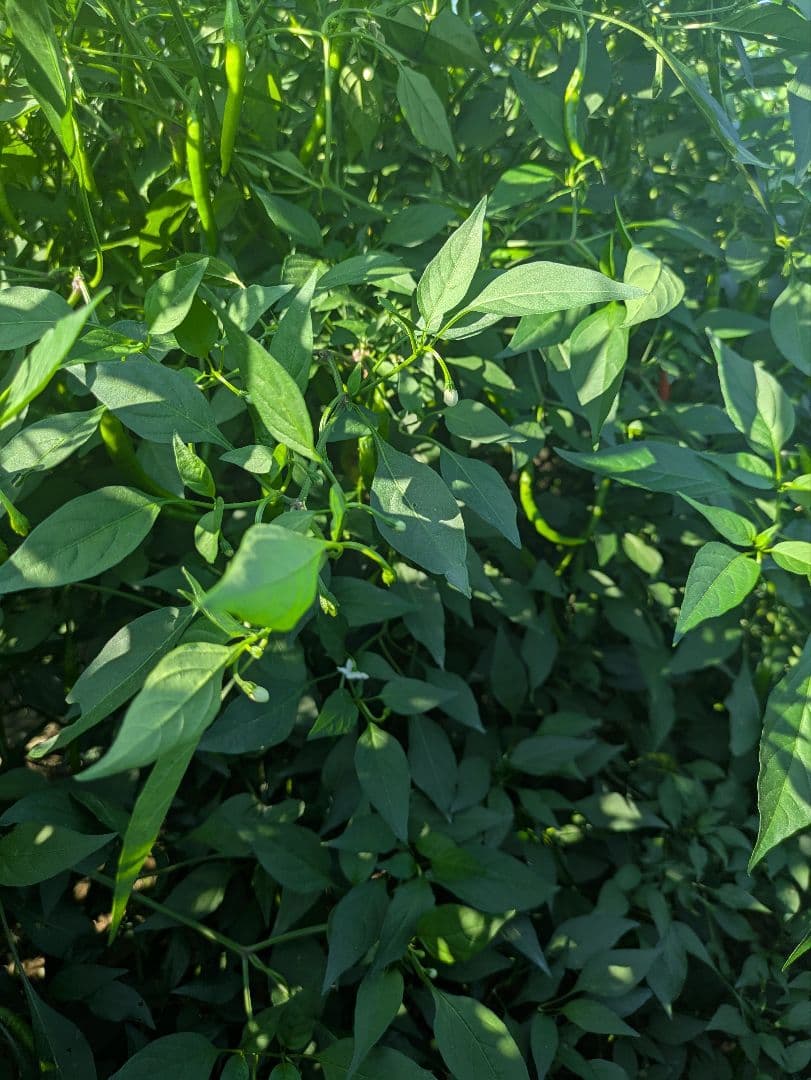 Jttk　激辛青唐辛子10キロ