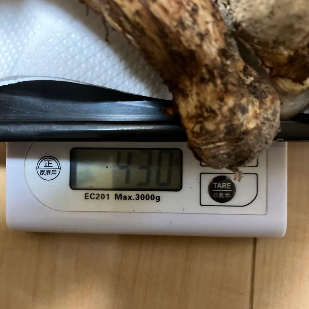 北海道産❗️天然松茸❗️ラスト‼️訳あり❗️430g❗️