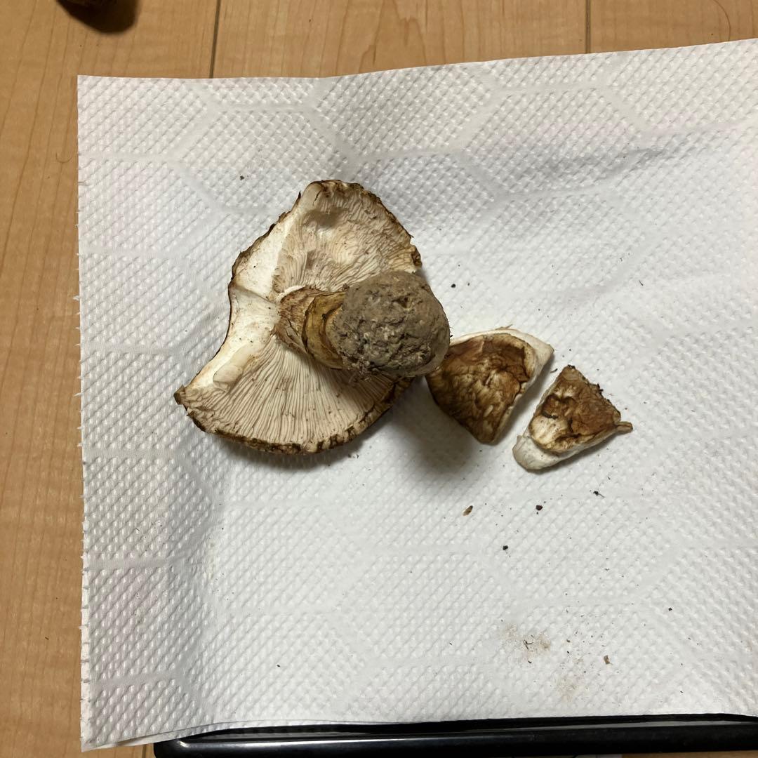 北海道産❗️天然松茸❗️ラスト‼️訳あり❗️430g❗️