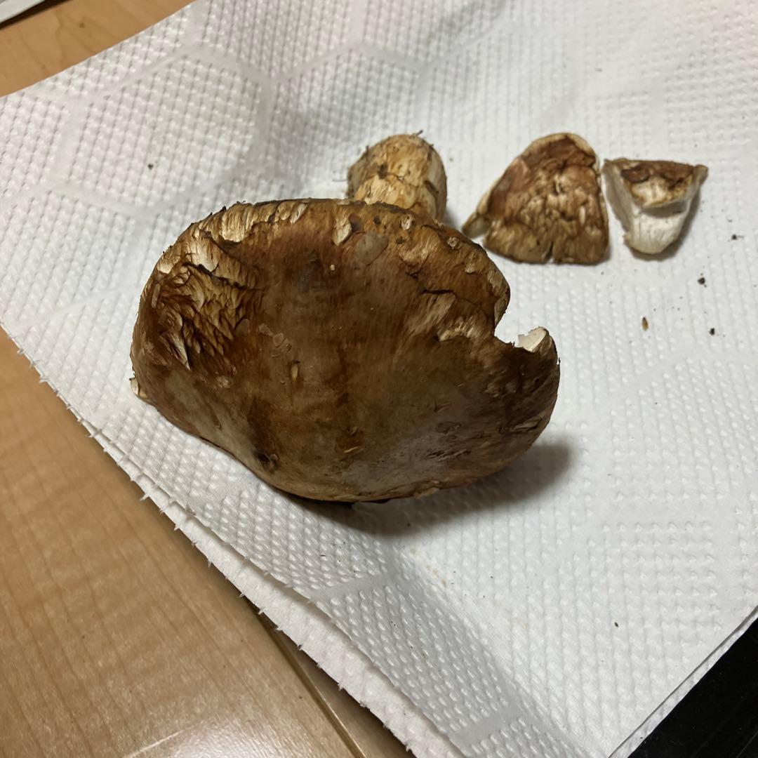 北海道産❗️天然松茸❗️ラスト‼️訳あり❗️430g❗️