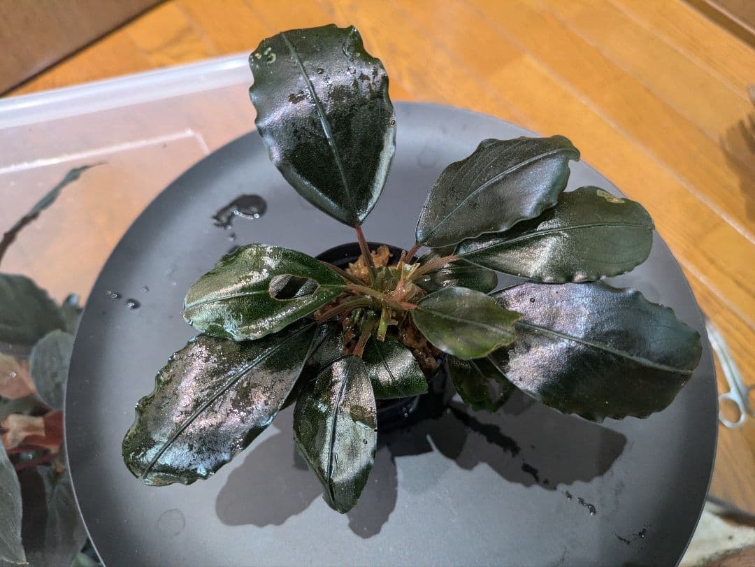 水草 Bucephalandra sp. Super Dark Blue