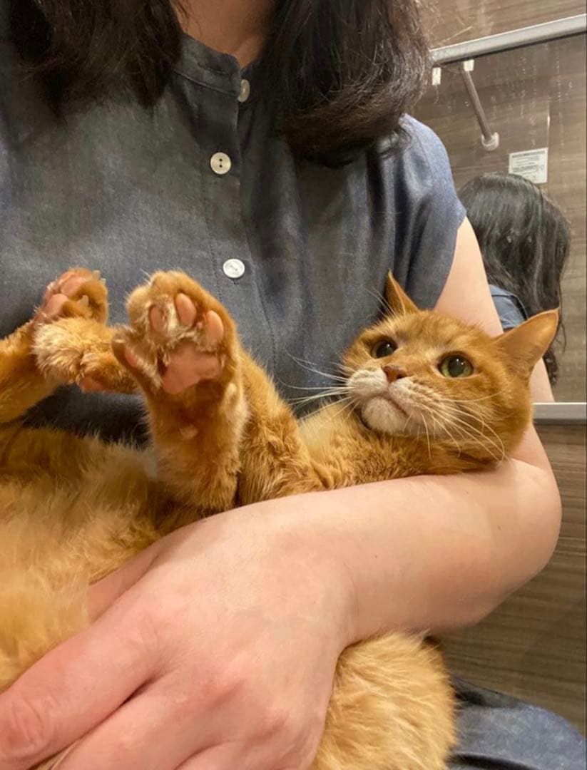 Mr.Meowskiさんのオーダー❤️