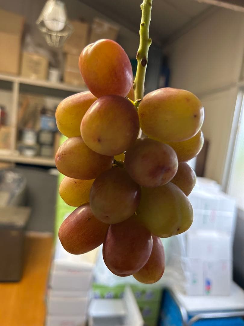 タイムセール！山梨県限定 赤いシャインマスカット！？ 1コンテナ　10房以上