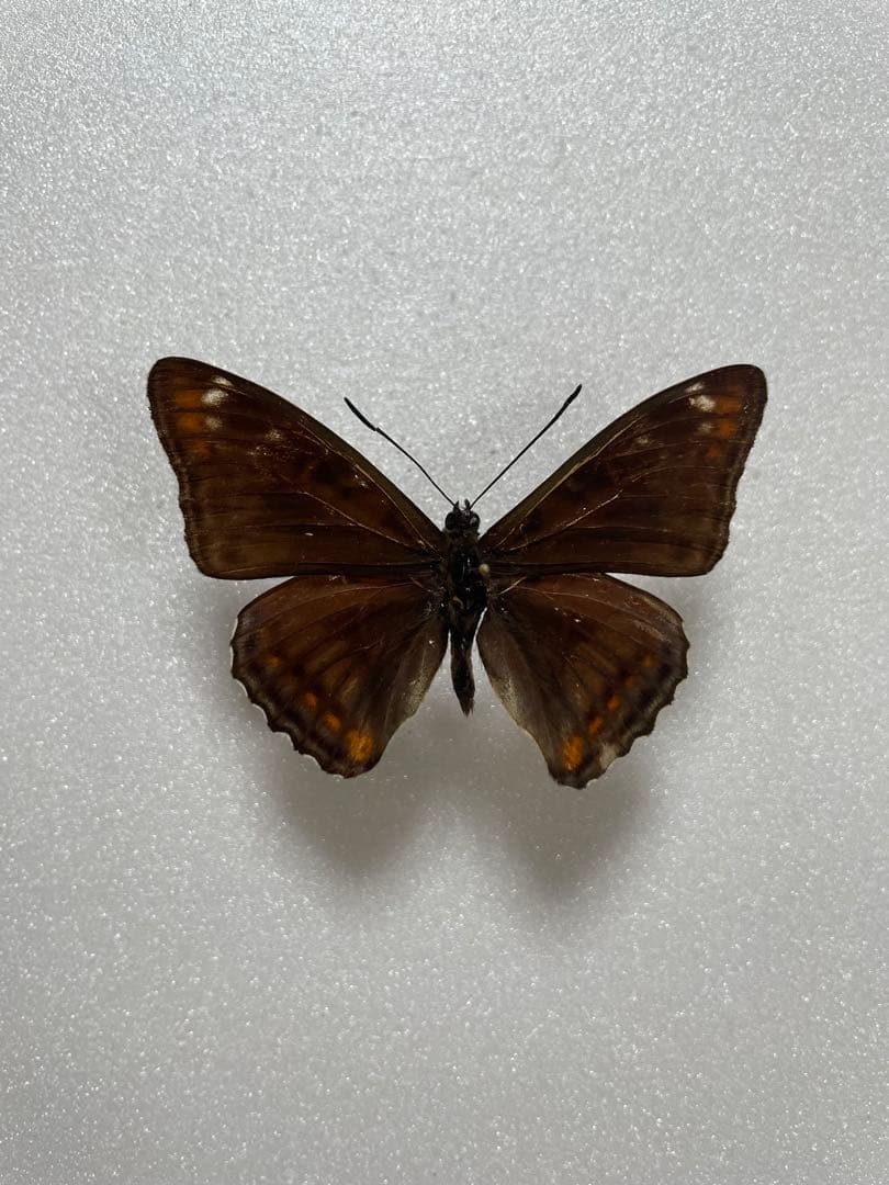 【黒化型】オオイチモンジ（オス、フランス産）