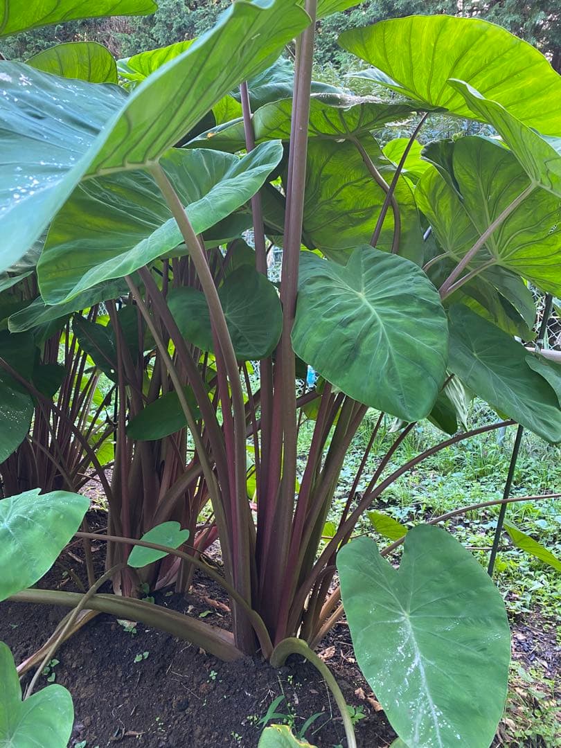 里芋　八頭　こまこま☆　10キロ 富士山麓産