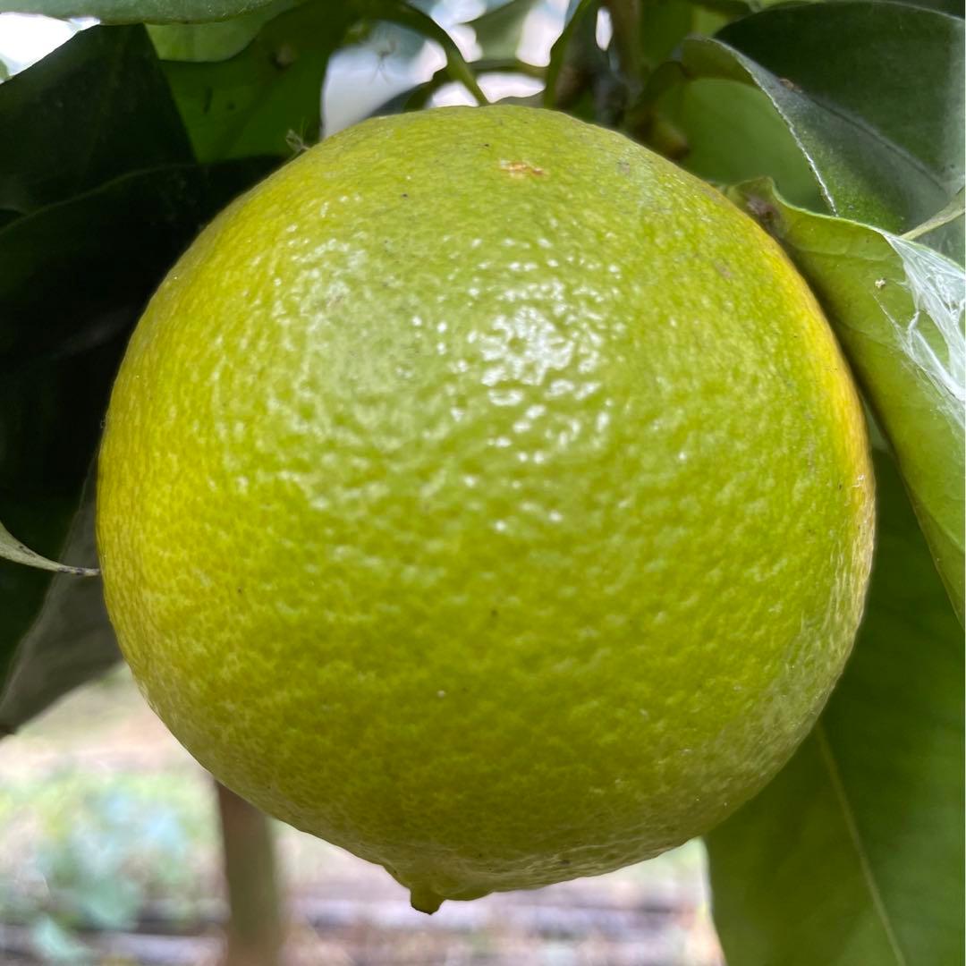 4 国産ベルガモットオレンジ果実香りが強い露地栽培約:9kgA品（一部B品含む）