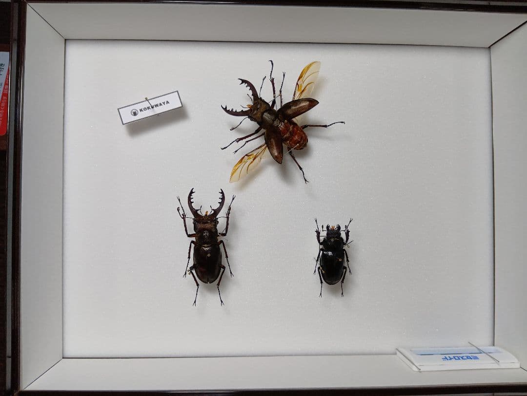ミヤマクワガタ標本セット 飛翔標本　標本箱付き