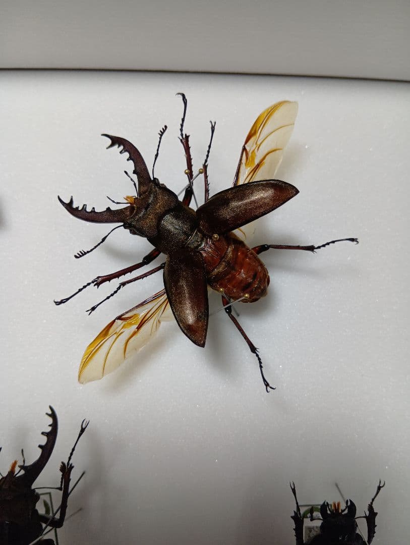 ミヤマクワガタ標本セット 飛翔標本　標本箱付き