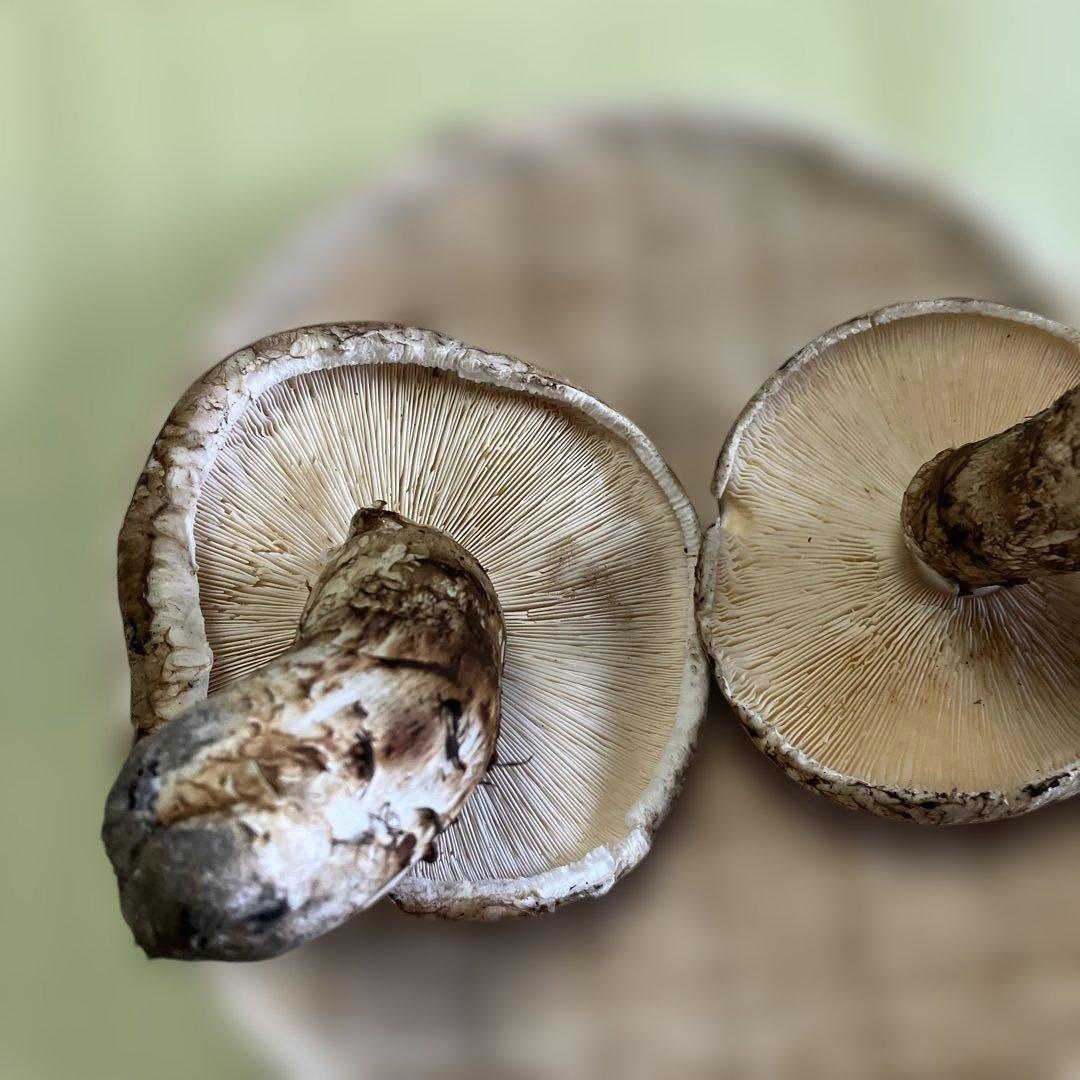 岩手県産松茸　320g