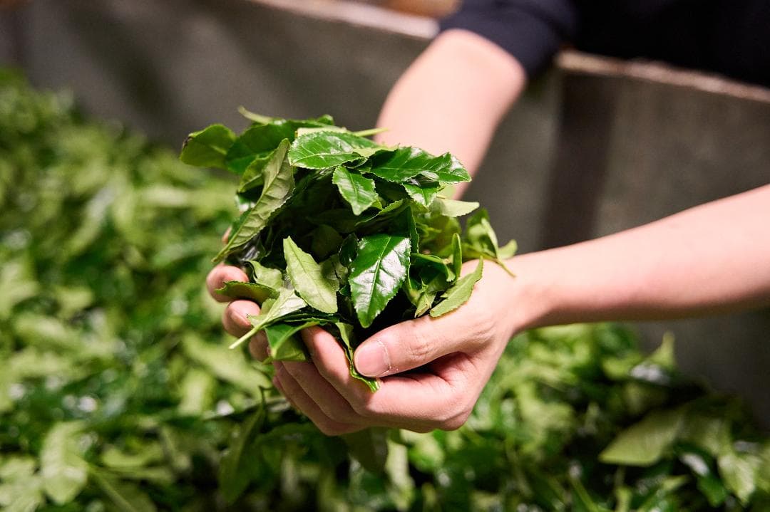 【業務用1kg】京都和束町産のオーガニック抹茶缶（シングルオリジン）