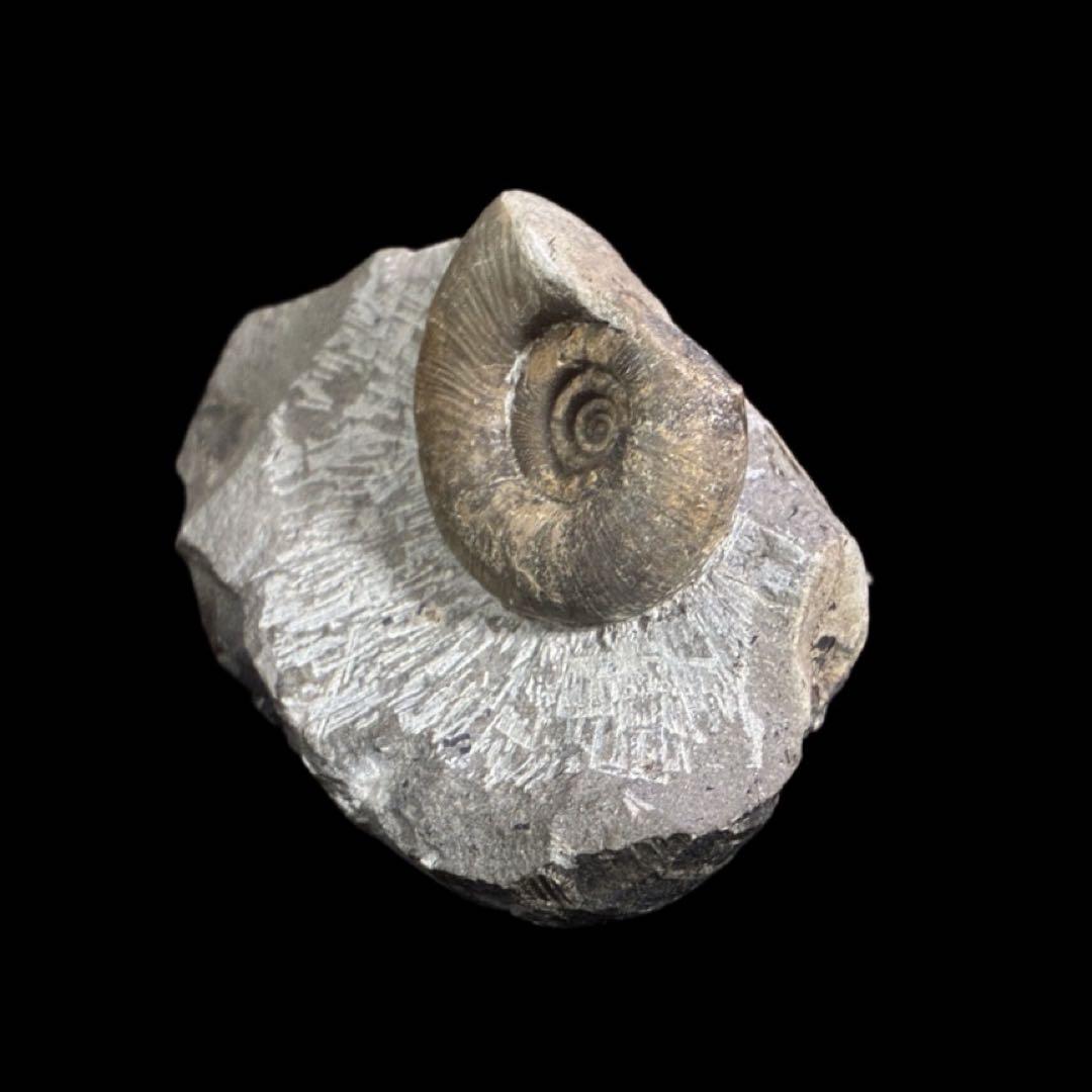 アンモナイト　化石　北海道　夕張