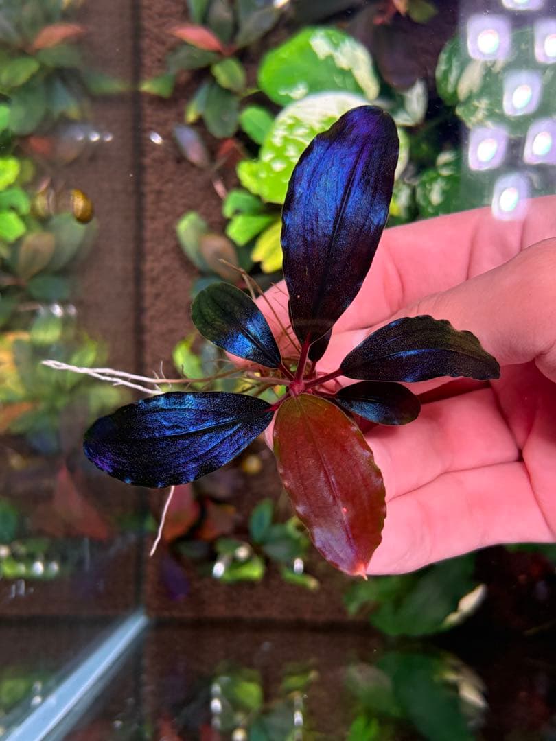 joy(プロフページ ティアブルー　ムーンライト