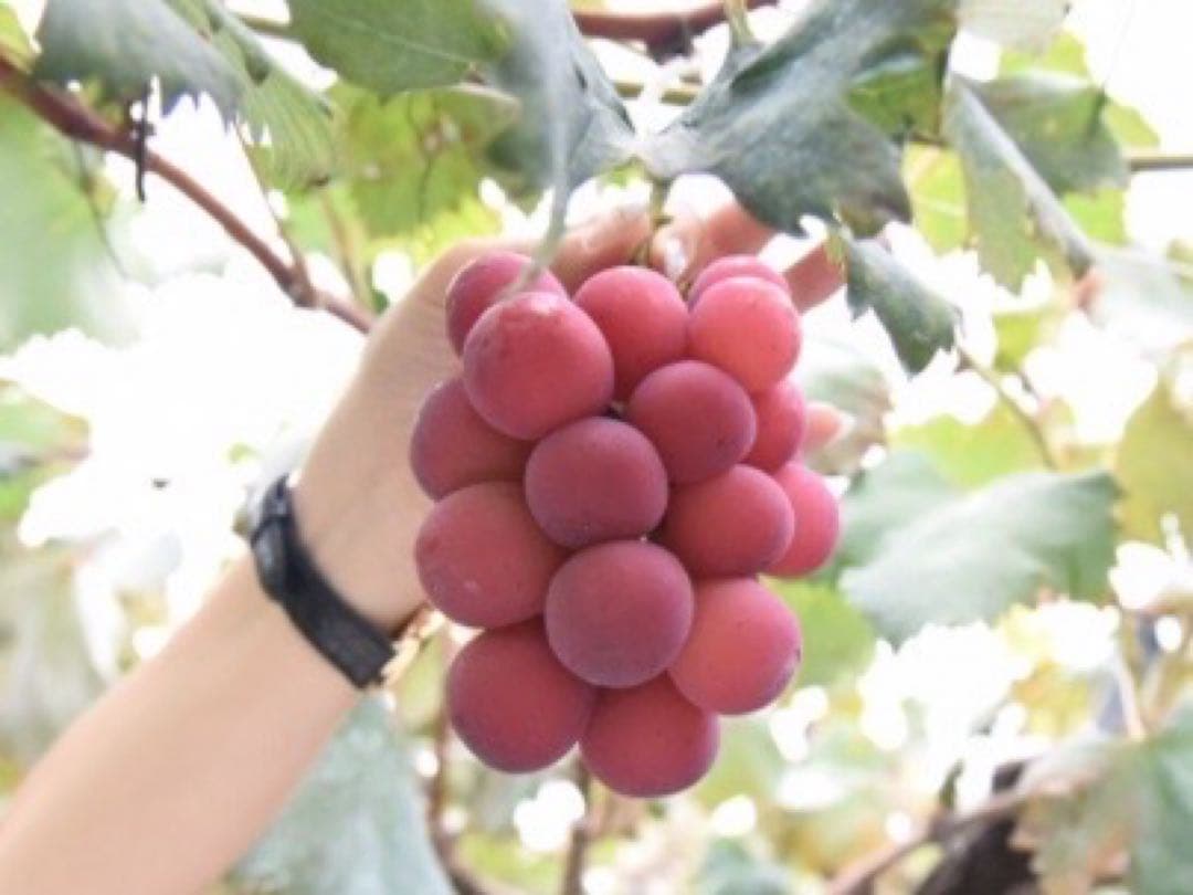 悪魔のぶどう 山梨県産クイーンニーナ4kg