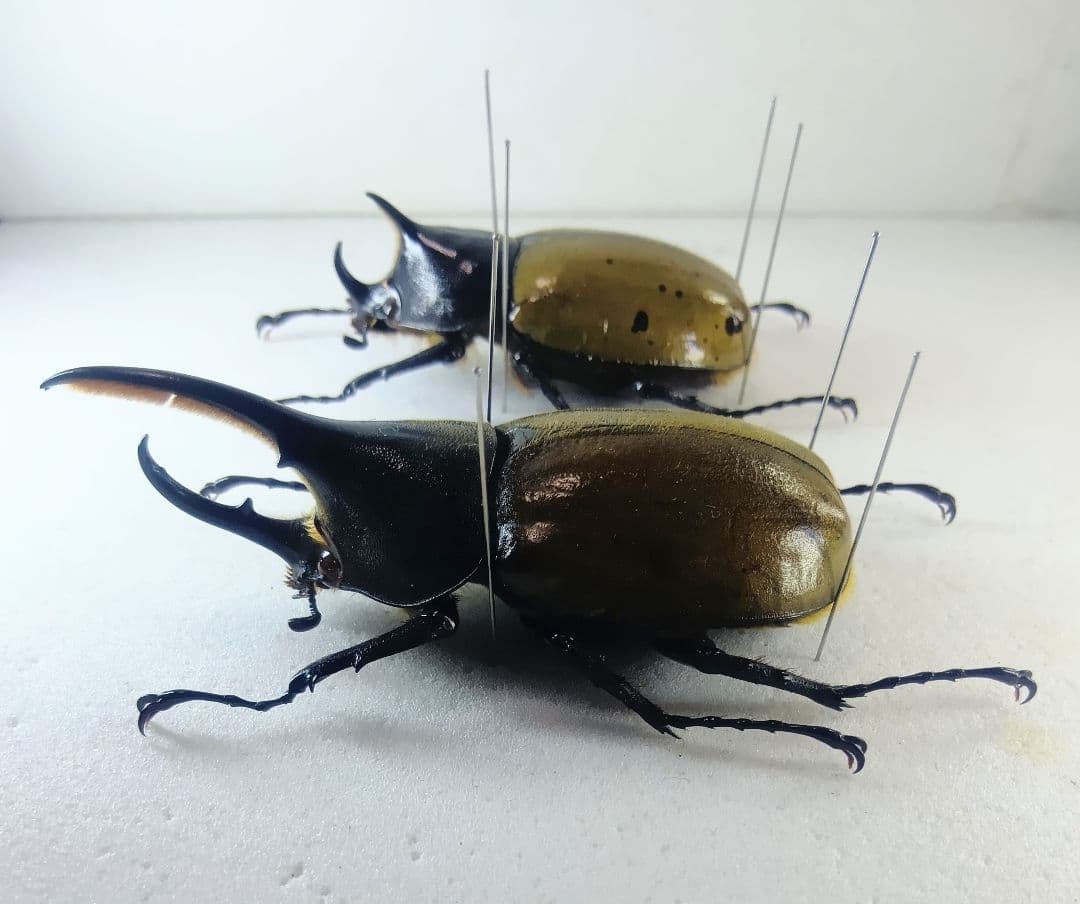 ※TKKWI_HER購入、野外標本2種セット