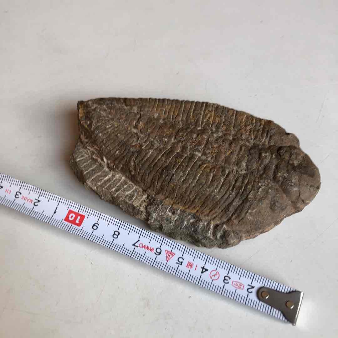 モロッコ産　三葉虫化石　現在輸出禁止です。