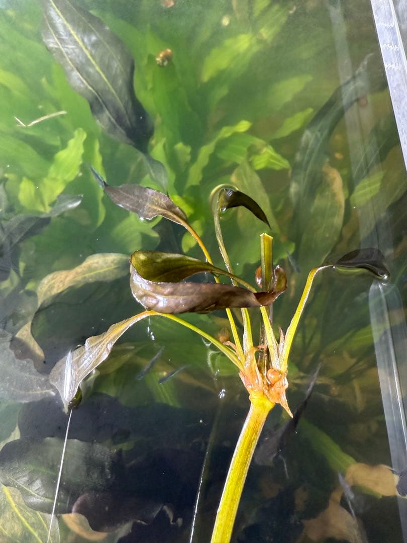 エキノドルス ホレマニー ダークグリーン⑦ ちゃん