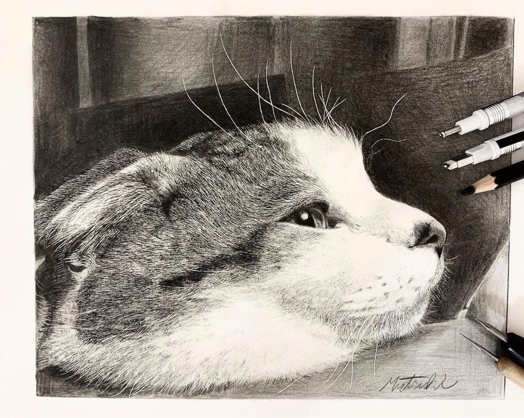 箱入り猫 鉛筆画