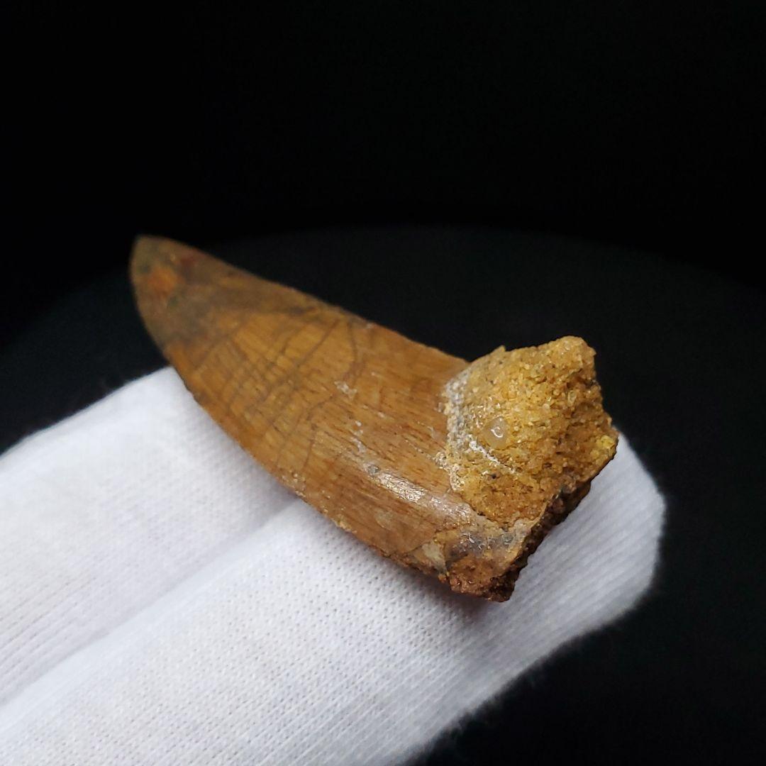 極上 カルカロドントサウルス 歯 化石 本物 モロッコ産45.06mm fca3