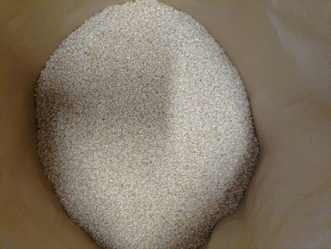 ヒノヒカリ 令和6年産 10kg 数量限定米