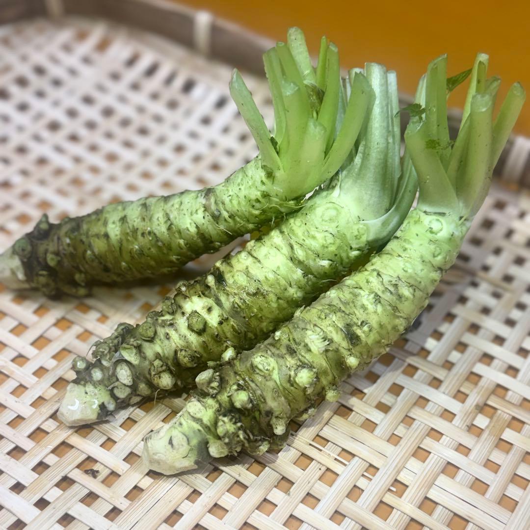無農薬　安曇野産わさび大10本
