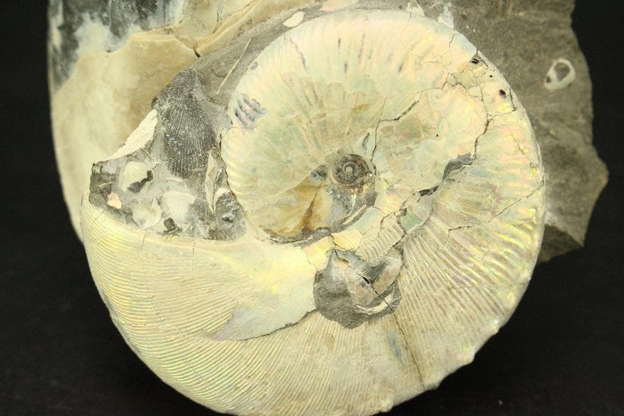 白亜紀 貝 化石 二個 ポポロスカフィテス(ZE492)