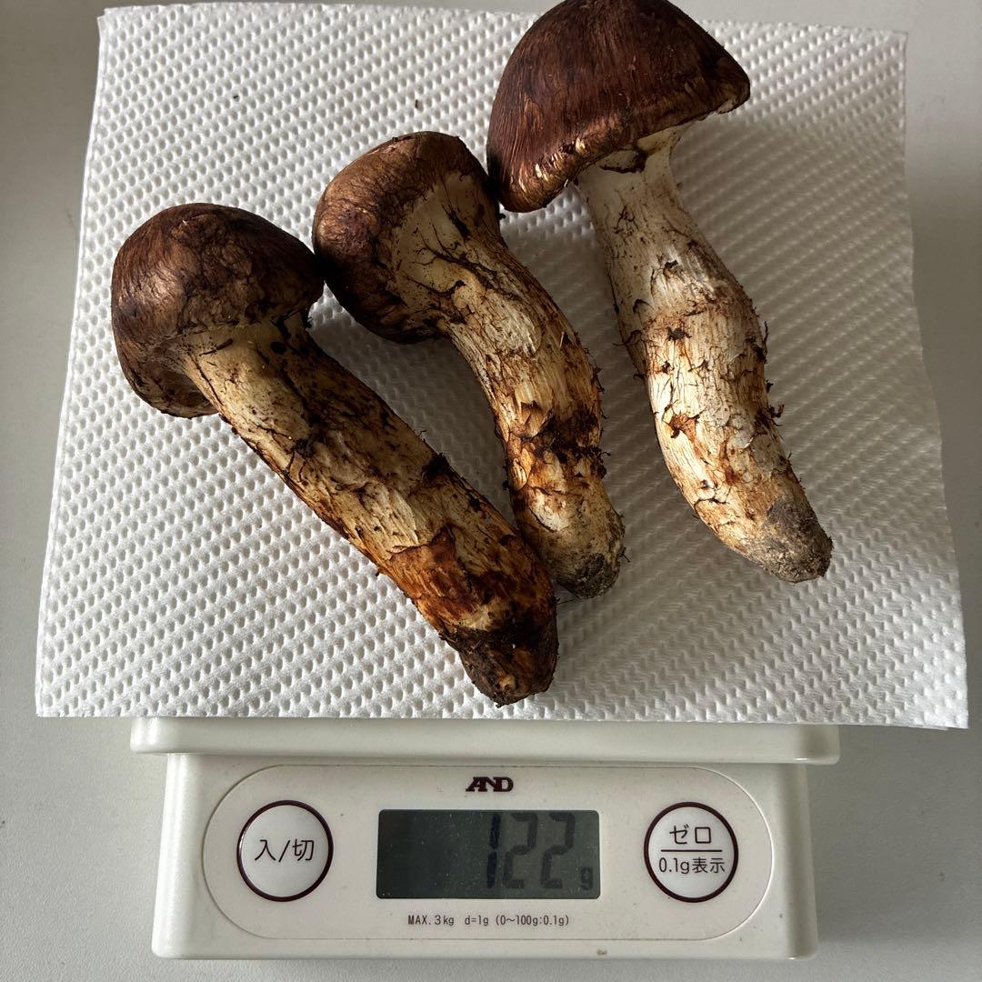 10/27収穫 国際 新鮮 マツタケ 122g