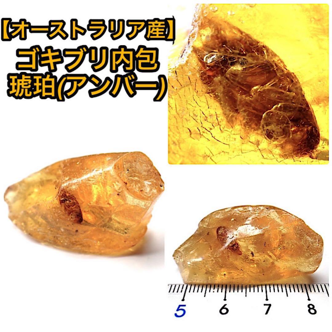 【オーストラリア産】ゴキブリ入り！天然琥珀(アンバー)